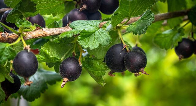 How To Prune Jostaberry | The Right Way To Cut Your Fruit Trees!