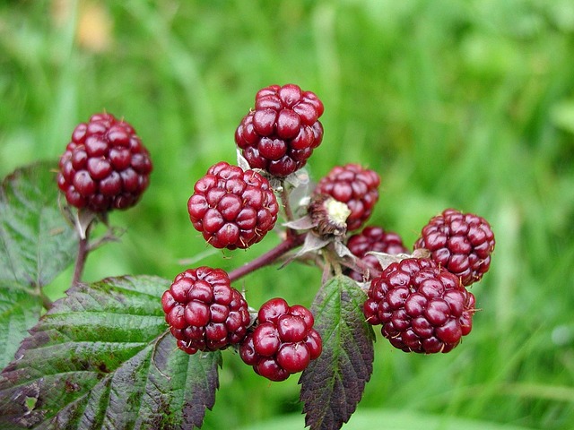 Does Mulberry Have Seeds?