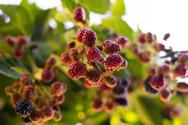 Are Mulberry Trees Invasive? Here’s What You Should Know About Them