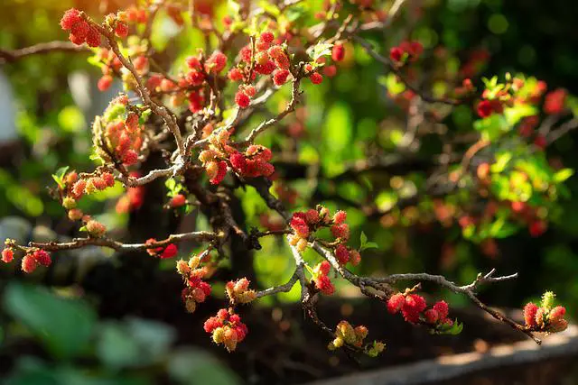 Do Mulberry Trees Bloom? Interesting Facts About Mulberry Flowers