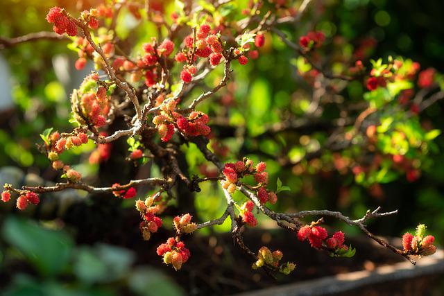 When to Prune A Mulberry Tree | The Best Time To Prune Your Mulberry