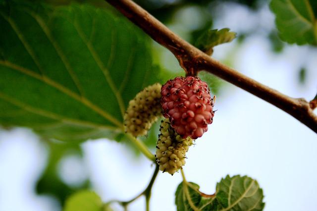 Do Mulberry Trees Need A Pollinator? Here’s What You Should Know