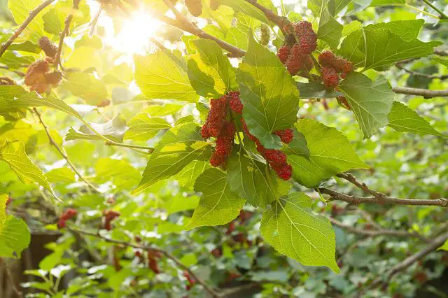 When Do Mulberry Trees Fruit?—The Best Time to Pick Your Mulberries 