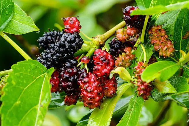 How to Stop a Mulberry Tree from Bearing Fruit — Important Methods in Controlling the Spread of Messy Mulberry