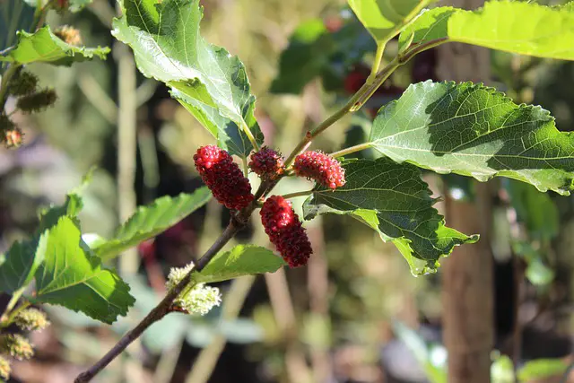 When To Harvest Mulberry Leaves?