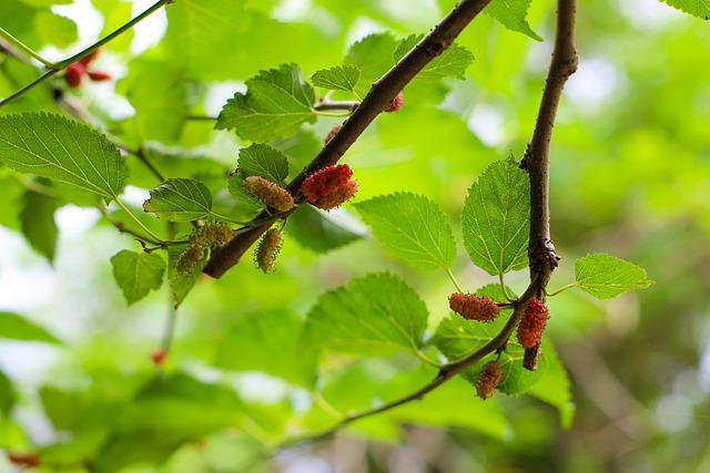 How To Grow Mulberry Tree From Cutting