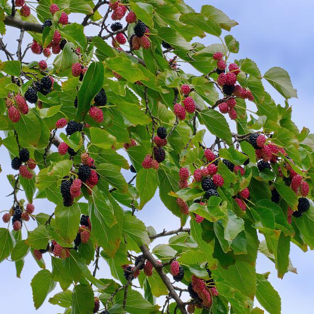 Do All Mulberry Trees Bear Fruit? A Complete Guide to Identifying and Harvesting Your Mulberry