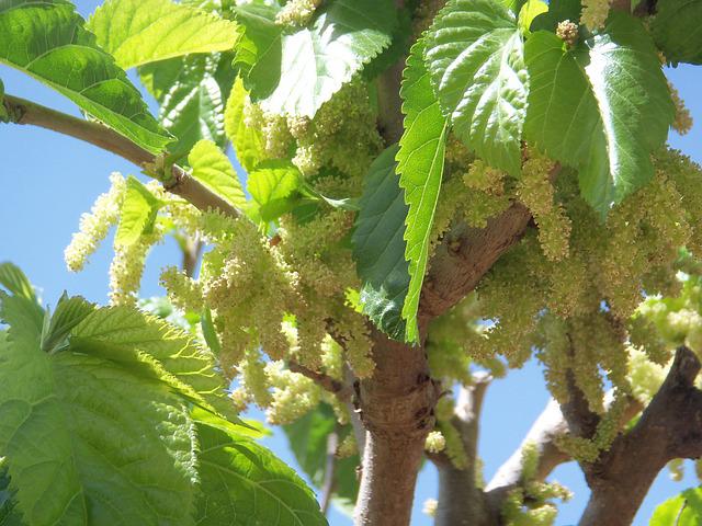 How Often Do Mulberry Trees Produce Fruit?