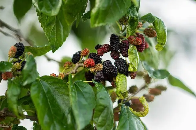 When Do Mulberry Trees Bloom? —Knowing the Best Time To Harvest