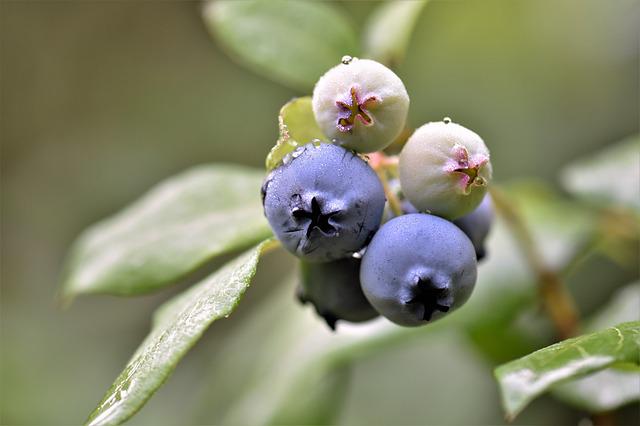 Do Blueberries Grow On Vines?