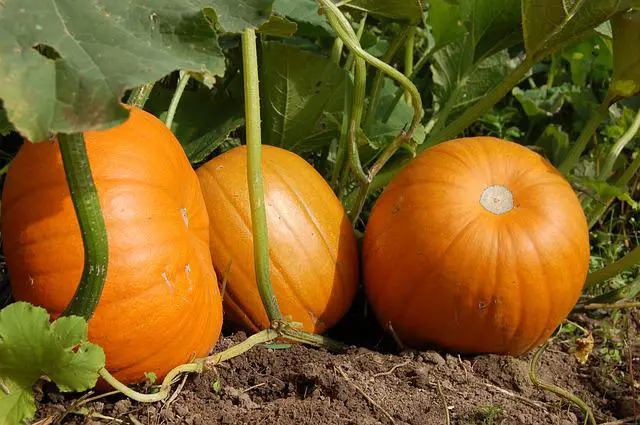 Will Horses Eat Pumpkins? —Find Out the Health Benefits that Your Horse Can Get From Eating Pumpkins