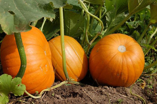 When To Plant Pumpkins Seeds? Know the Best Time to Plant!