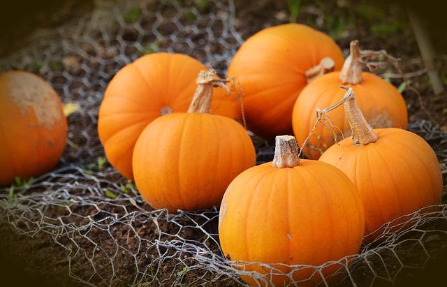 Do Pumpkins Grow Underground?