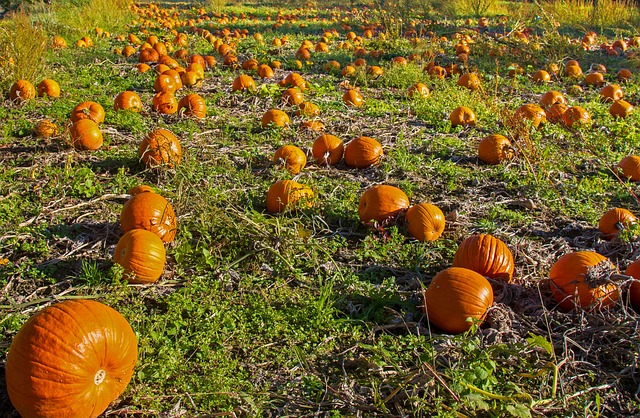 Can Pumpkins Grow in Shade?—The Shade Effects on Pumpkins and Sunlight Requirement