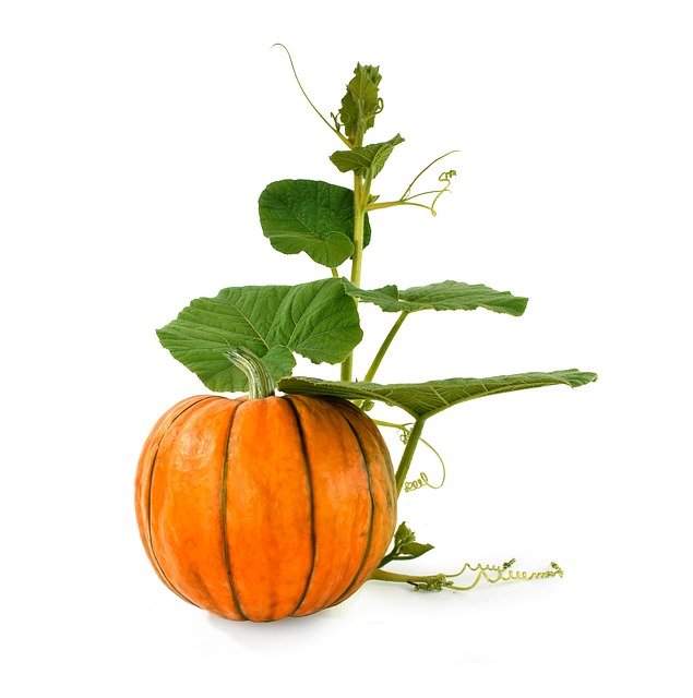 How To Prevent the Pumpkin From Rotting? —15 Tips For Keeping Your Pumpkins Fresh Longer!