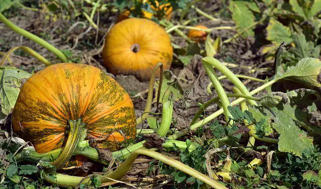 Will Pumpkins Grow in Clay Soil?