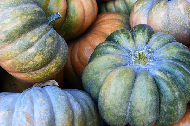 Do Pumpkins Start As Green? How Long Does a Pumpkin Take Before It’s Ready to Harvest?