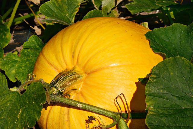 Do Pumpkins Grow on Trees?