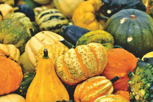 How To Grow Pumpkins Vertically? Successfully Growing Pumpkins Vertically