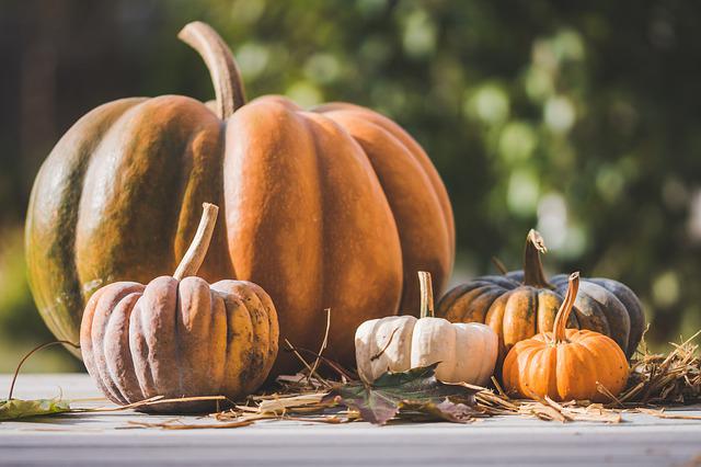 Do Pumpkins Attract Rats? Ways to Prevent Rodents’ Infestations to Your Pumpkins