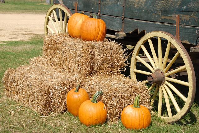 Do Pumpkins Attract Bugs? 6 Tips on Keeping Bugs Away from Your  Pumpkins