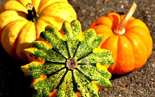 When Are Pumpkins Harvested?