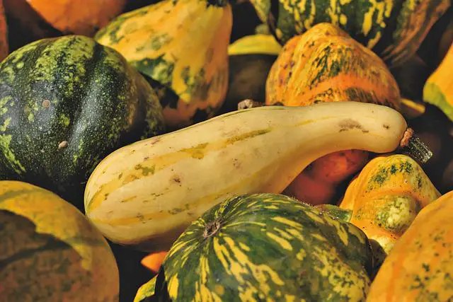 Are Pumpkins Squash or Gourds?