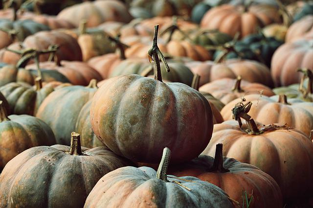 How Are Pumpkins Harvested?