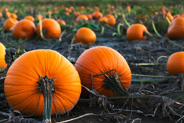 How Long Do Pumpkins Take To Grow? A Guide to Growing the Pumpkins