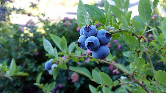 Where Do Wild Blueberries Grow?