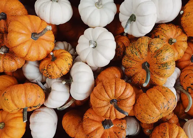 Why Are Some Pumpkins White?—Find Out the Origin of White Pumpkins 