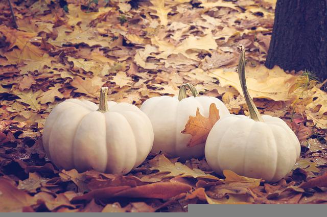 Are Pumpkins Invasive? Do They Regrow Each Year?