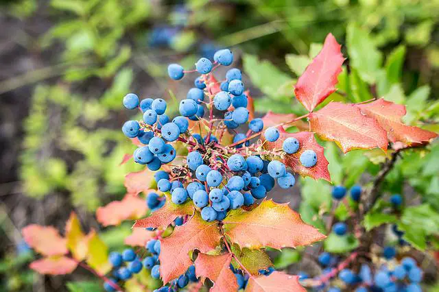 Are Wild Blueberries Better?