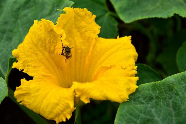 Are Pumpkins Self-Pollinating?