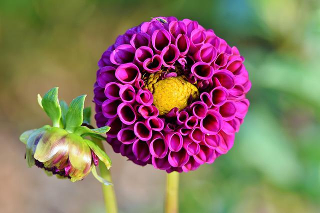 How to Deadhead Dahlia? 5 Great Tips for the Best Gardening Results