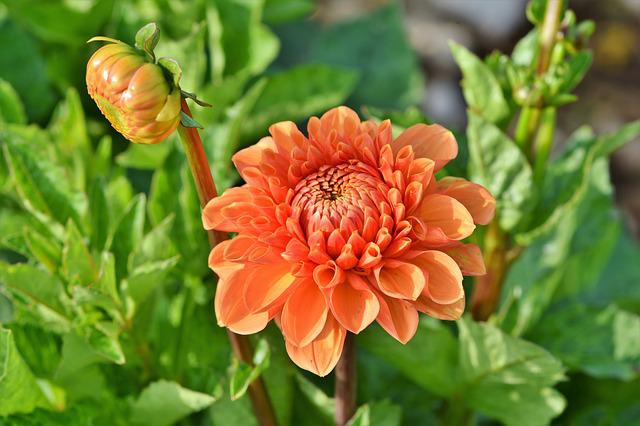 Are Dahlias Poisonous? Here's What You Need To Know - GardenFine