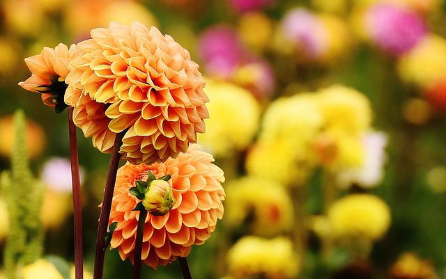 Are Dahlias Poisonous to Dogs? —What Are The Symptoms?