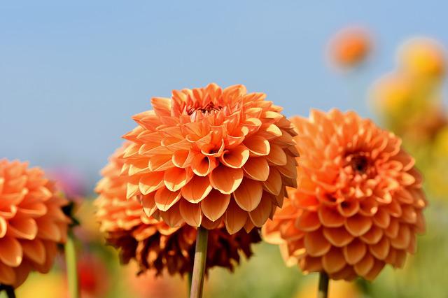 When Does Dahlia Bloom?