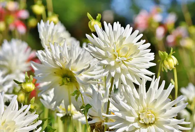 Do Dahlias Bloom All Summer? | 5 Tips For More and Longer Blooms