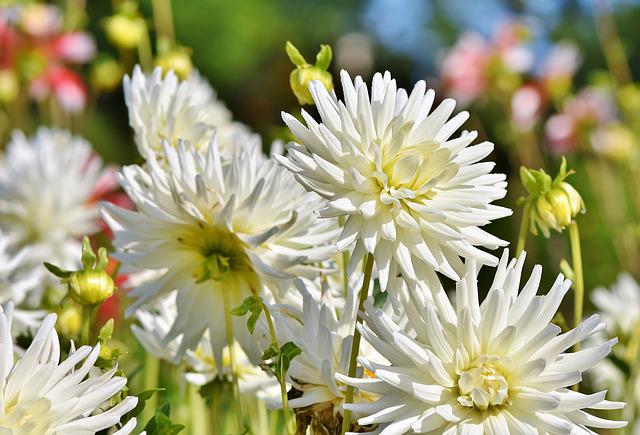 Do Dahlias Bloom All Summer? | 5 Tips For More and Longer Blooms