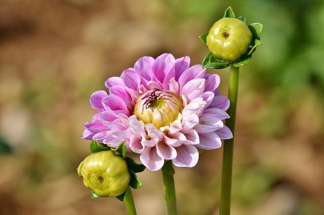 Do Dahlias Multiply? How To Know if Dahlia is Multiplying?