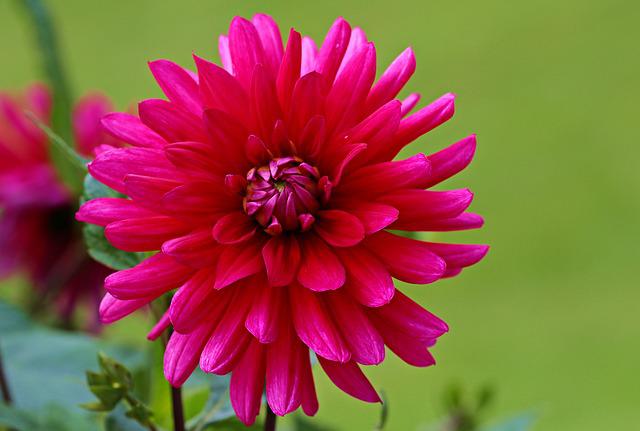 Dahlia Seeds vs. Dahlia Tubers: Which is the Better Way to Grow Dahlias?