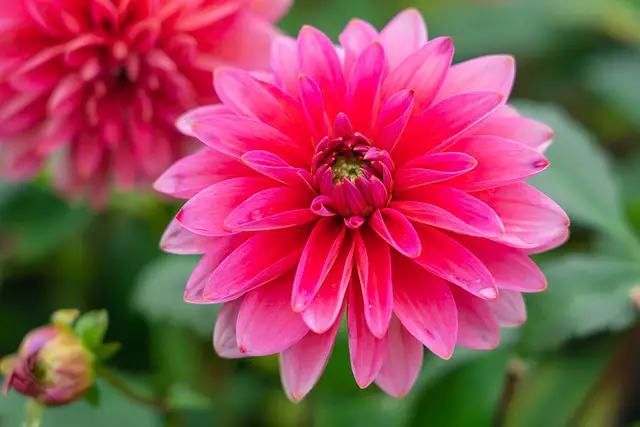 Can Dahlia Grow in Pots? Growing and Caring Dahlia in Pots