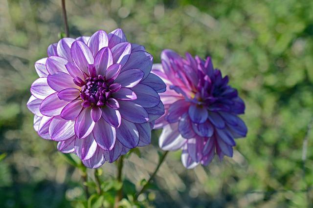 Is There A Purple Dahlia? 20 Purple Dahlia Varieties