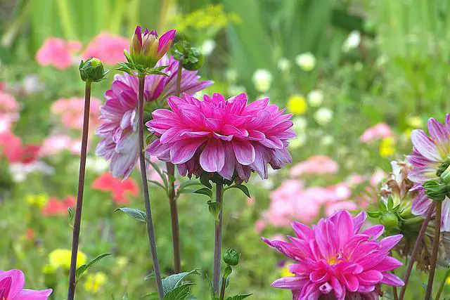 Dahlia Temperature Tolerance: How High and Low Can You Go?