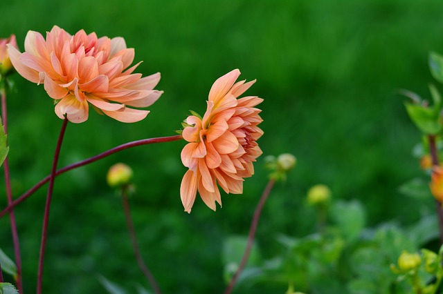 Where To Plant Dahlia?