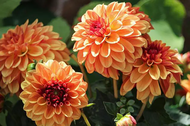 The Dahlia Flowering Season —The Ultimate Guide For Gardeners