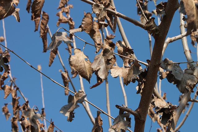 What Kills Mulberry Trees?