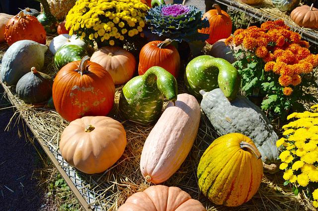 Do Purple Pumpkins Exist?