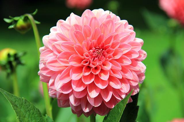 Tips For Drying Dahlias: The Ultimate Guide To Know Before You Start!